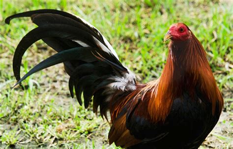how to train a rooster to fight|The Ultimate Guide to Training Roosters for Cockfighting.